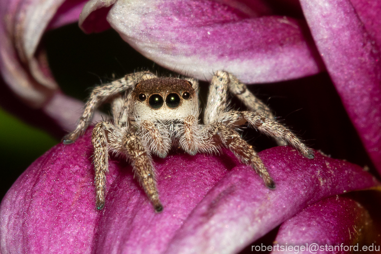 jumping spider